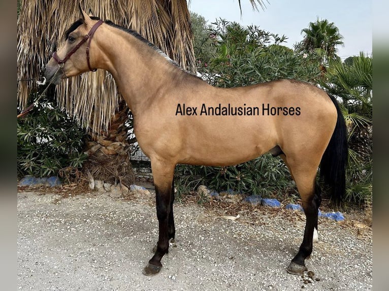 Andalou Étalon 3 Ans 155 cm Buckskin in Sevilla