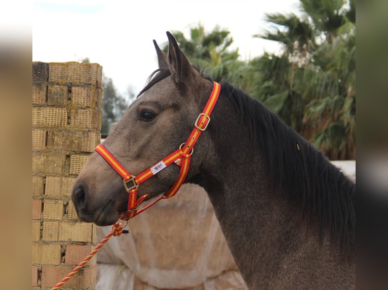 Andalou Étalon 3 Ans 155 cm Buckskin in Vejer de la Frontera
