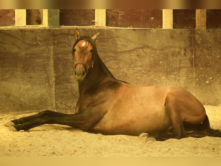 Andalou Étalon 3 Ans 155 cm Gris (bai-dun) in Assesse