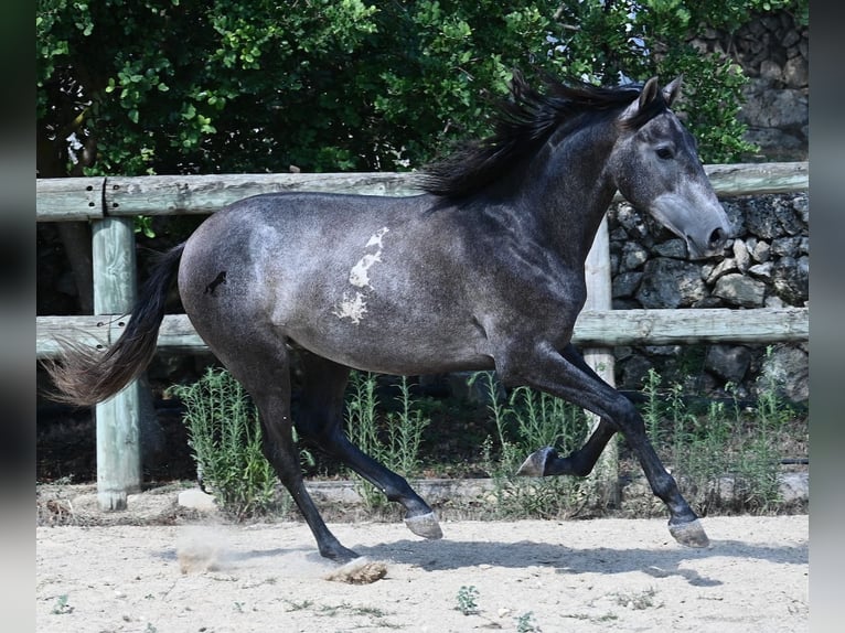Andalou Étalon 3 Ans 155 cm Gris in Menorca