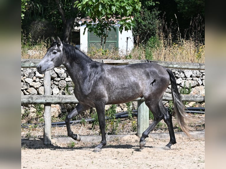Andalou Étalon 3 Ans 155 cm Gris in Menorca