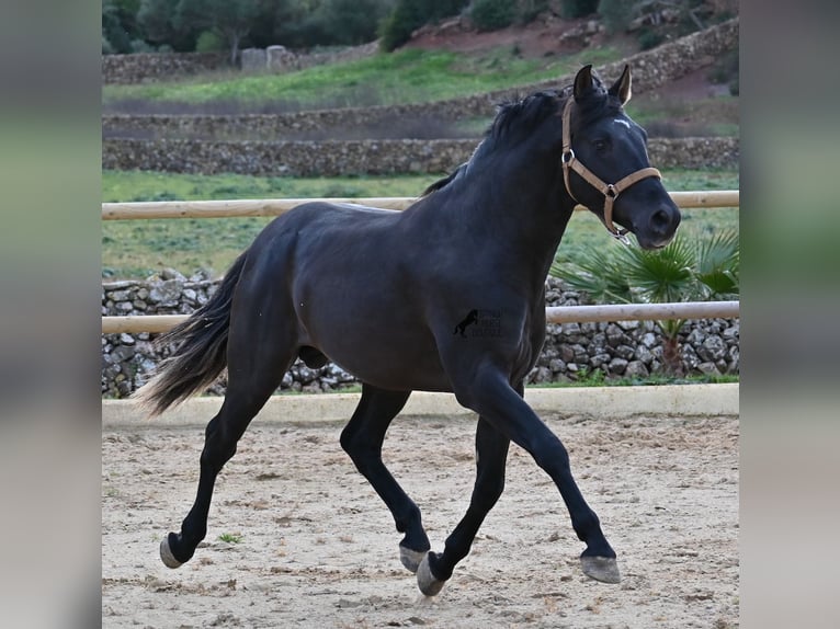 Andalou Étalon 3 Ans 155 cm Noir in Menorca