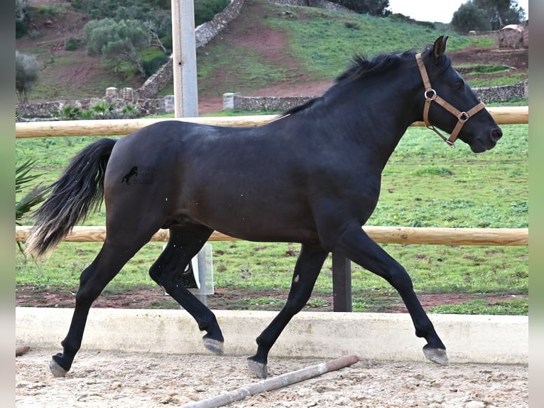 Andalou Étalon 3 Ans 155 cm Noir in Menorca