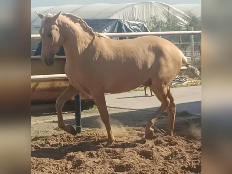 Andalou Étalon 3 Ans 155 cm Palomino in Vejer de la Frontera