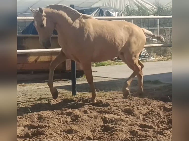 Andalou Étalon 3 Ans 155 cm Palomino in Vejer de la Frontera