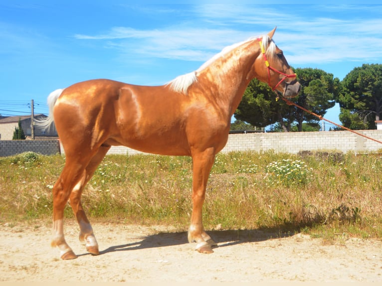 Andalou Étalon 3 Ans 155 cm Palomino in Chiclana