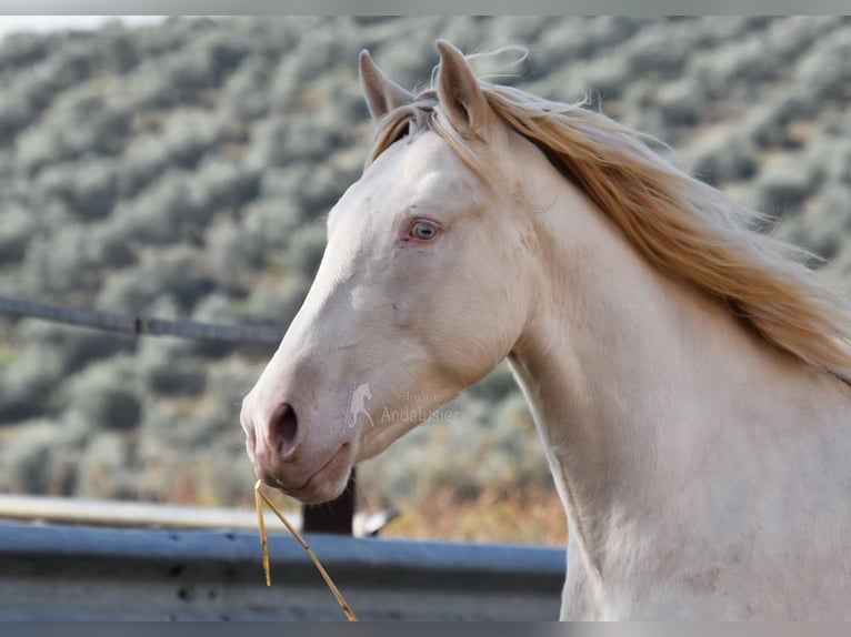 Andalou Étalon 3 Ans 155 cm Perlino in Provinz Cordoba