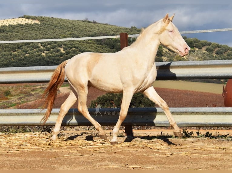 Andalou Étalon 3 Ans 155 cm Perlino in Provinz Cordoba