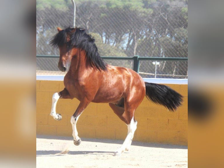 Andalou Étalon 3 Ans 155 cm Pinto in Sm