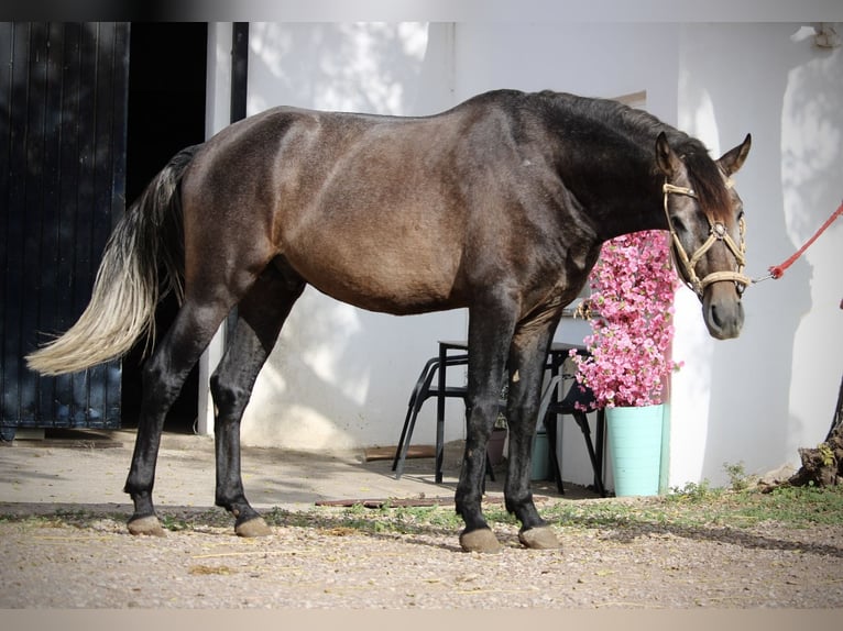 Andalou Étalon 3 Ans 155 cm Rouan bleu in Valencia