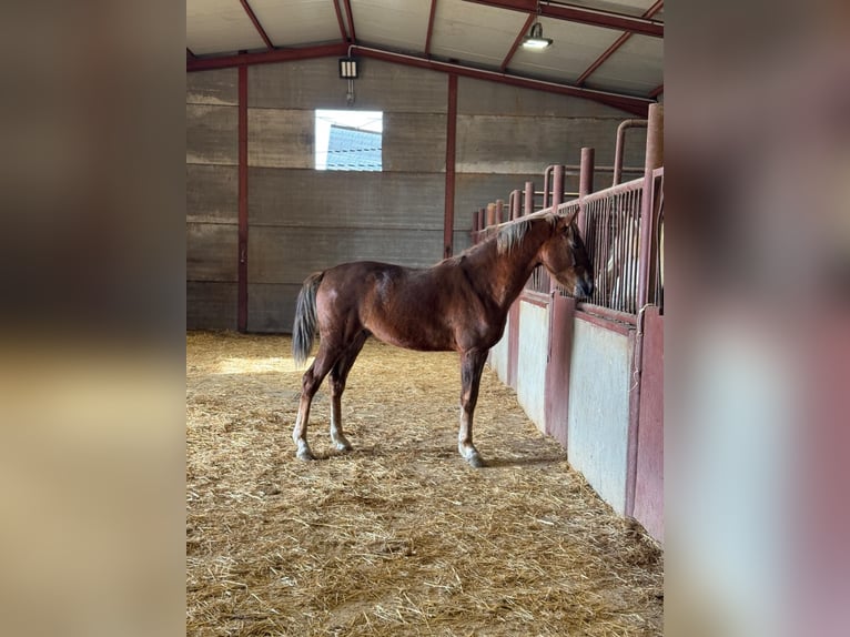 Andalou Étalon 3 Ans 156 cm Alezan in Chiclana