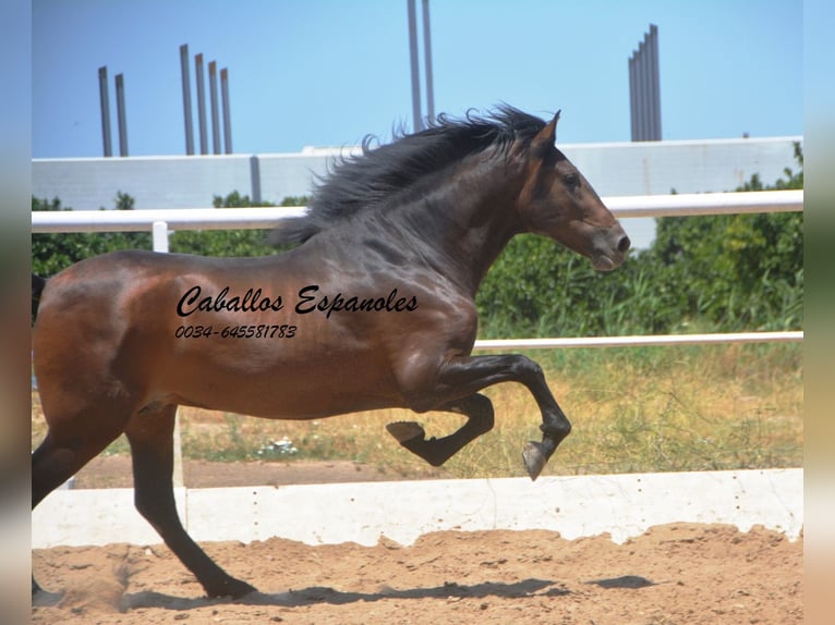 Andalou Étalon 3 Ans 156 cm Bai brun foncé in Vejer de la Frontera