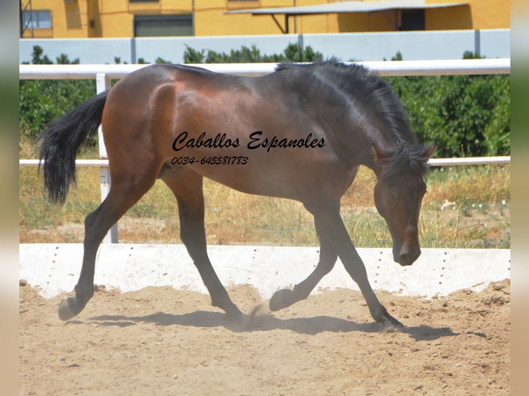 Andalou Étalon 3 Ans 156 cm Bai brun foncé in Vejer de la Frontera