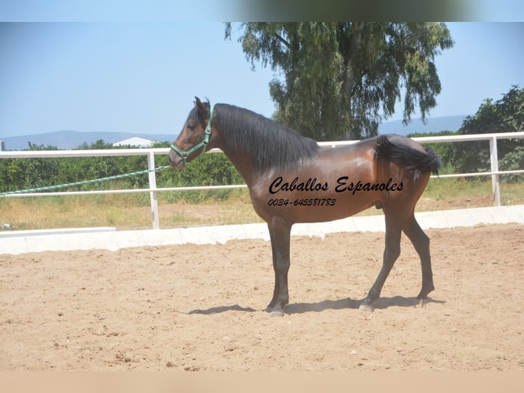 Andalou Étalon 3 Ans 156 cm Bai brun foncé in Vejer de la Frontera