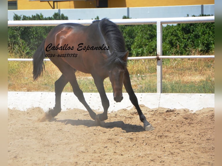 Andalou Étalon 3 Ans 156 cm Bai brun foncé in Vejer de la Frontera