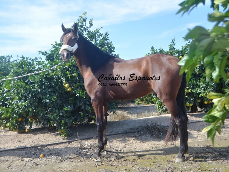 Andalou Étalon 3 Ans 156 cm Bai in Vejer de la Frontera