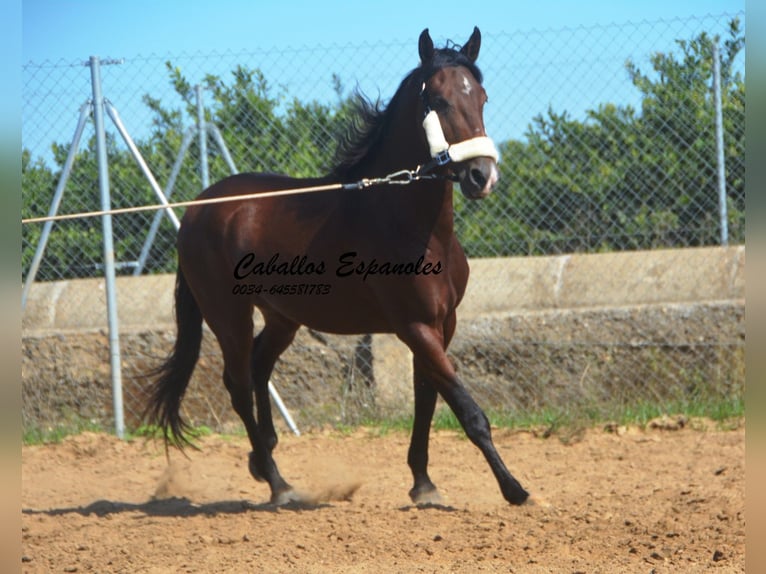 Andalou Étalon 3 Ans 156 cm Bai in Vejer de la Frontera