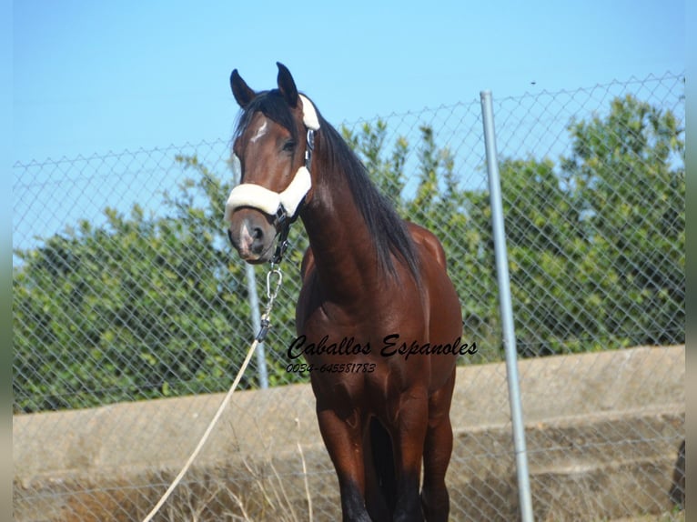 Andalou Étalon 3 Ans 156 cm Bai in Vejer de la Frontera