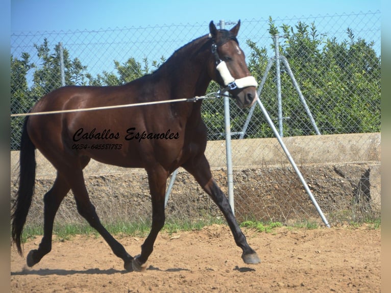 Andalou Étalon 3 Ans 156 cm Bai in Vejer de la Frontera