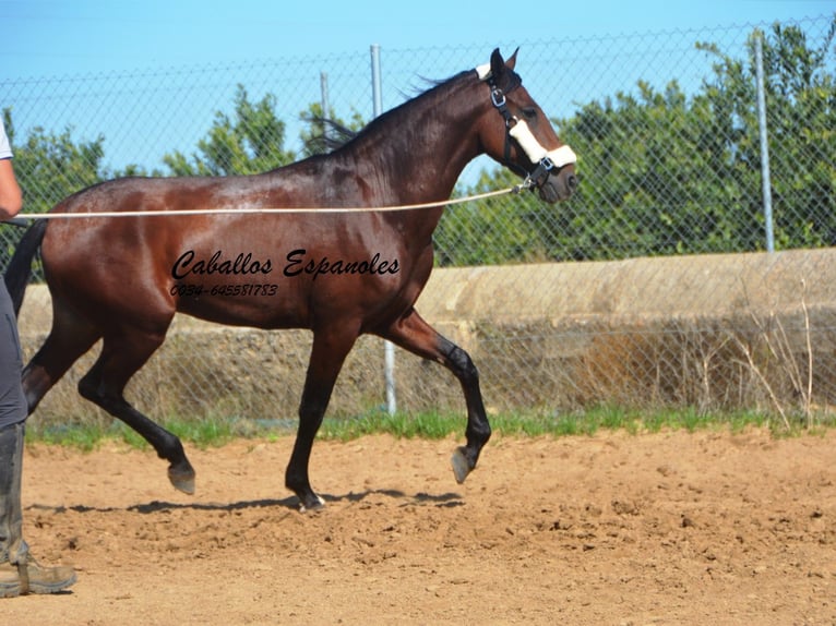 Andalou Étalon 3 Ans 156 cm Bai in Vejer de la Frontera