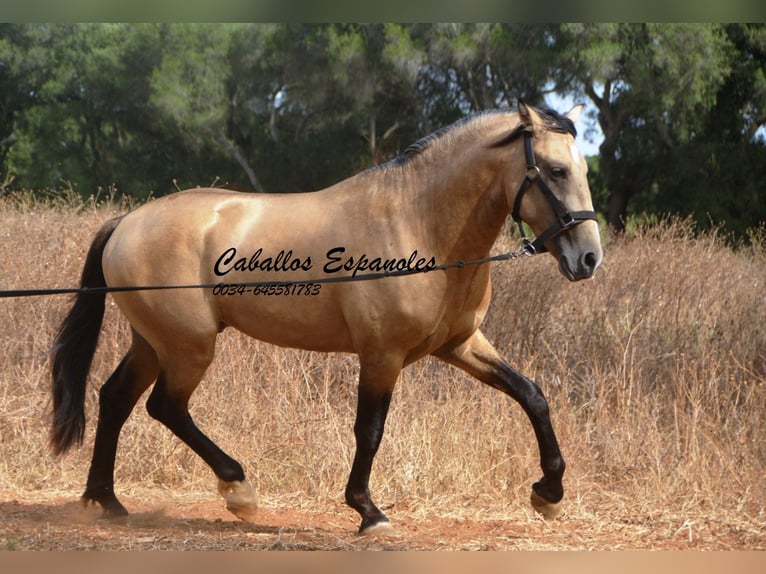 Andalou Étalon 3 Ans 156 cm Buckskin in Vejer de la Frontera