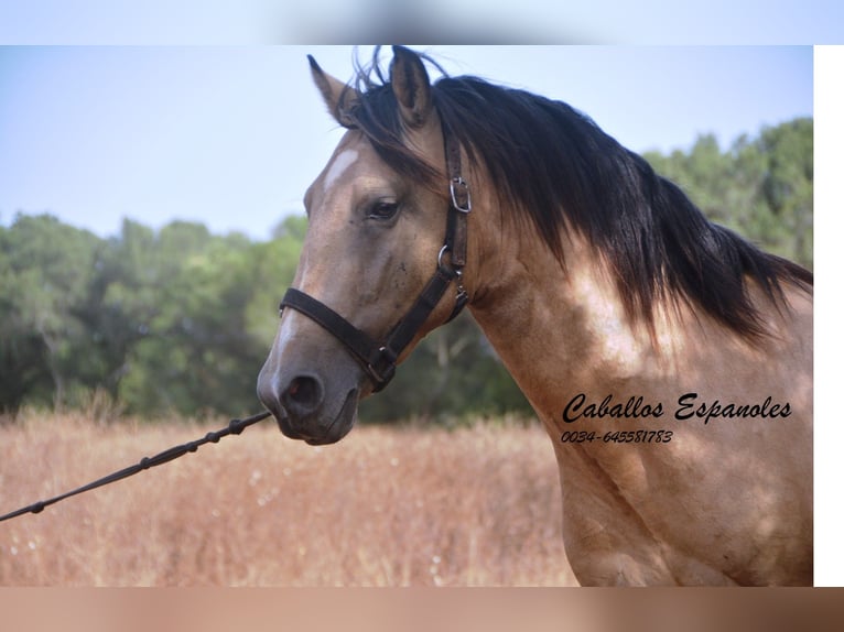 Andalou Étalon 3 Ans 156 cm Buckskin in Vejer de la Frontera