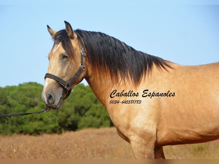 Andalou Étalon 3 Ans 156 cm Buckskin in Vejer de la Frontera