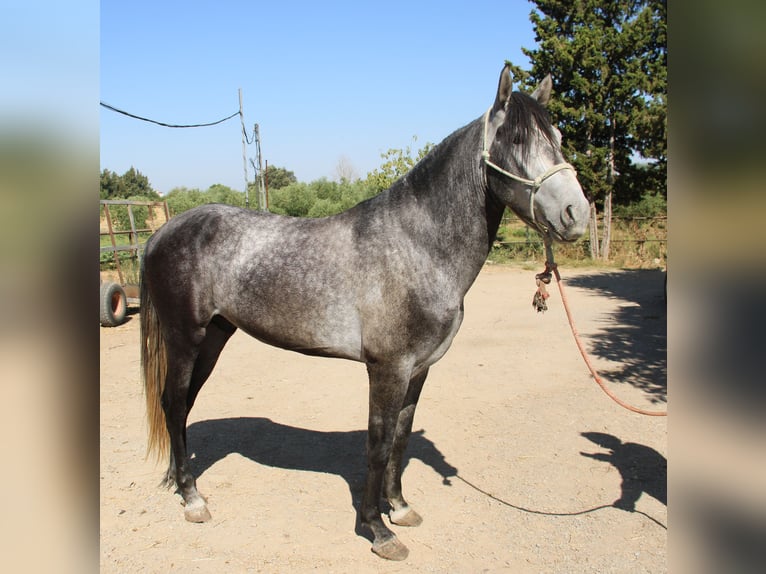 Andalou Étalon 3 Ans 156 cm Gris in Vejer de la Frontera