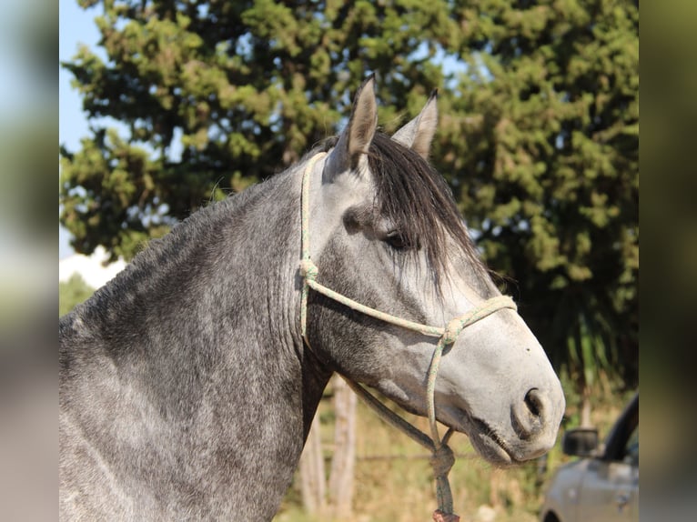 Andalou Étalon 3 Ans 156 cm Gris in Vejer de la Frontera