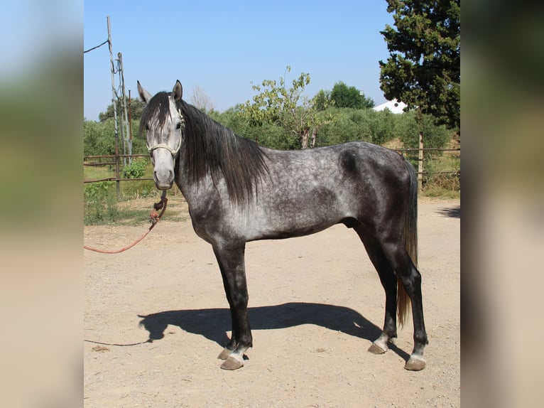Andalou Étalon 3 Ans 156 cm Gris in Vejer de la Frontera