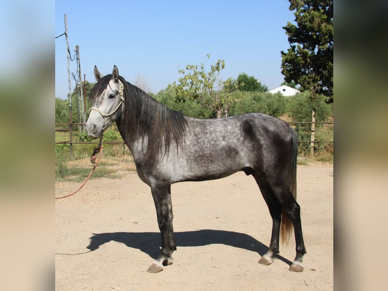 Andalou Étalon 3 Ans 156 cm Gris in Vejer de la Frontera