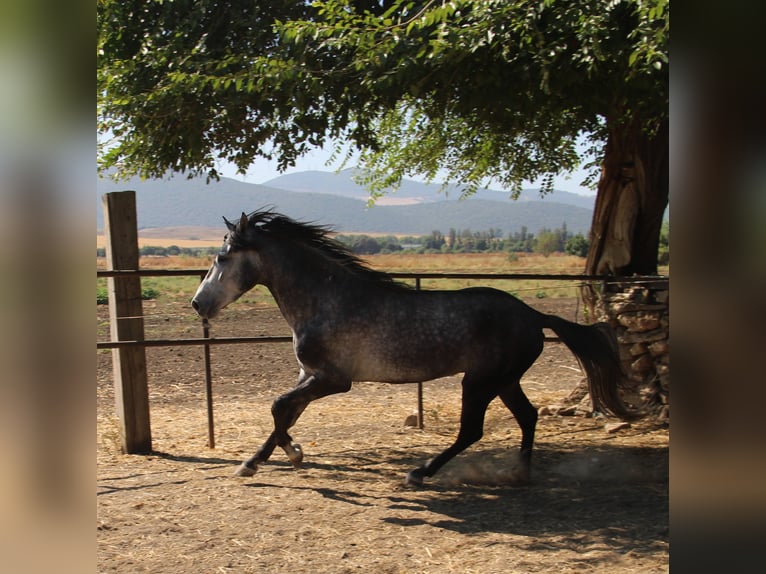 Andalou Étalon 3 Ans 156 cm Gris in Vejer de la Frontera