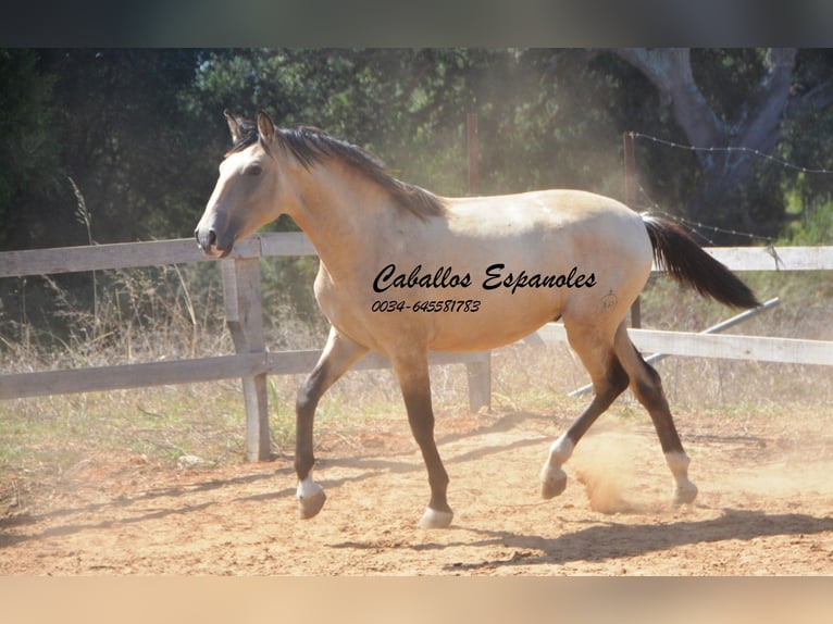 Andalou Étalon 3 Ans 156 cm Isabelle in Vejer de la Frontera