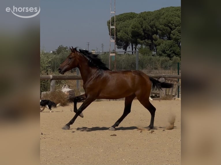 Andalou Étalon 3 Ans 157 cm Bai brun in Vejer de la Frontera