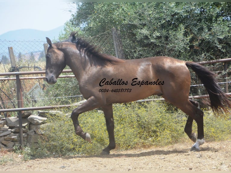 Andalou Étalon 3 Ans 157 cm Bai brun foncé in vejer de la frontera