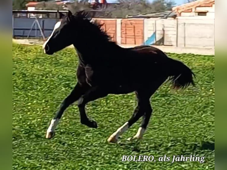 Andalou Étalon 3 Ans 157 cm Noir in Chiclana de la Frontera