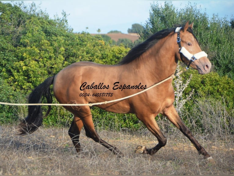 Andalou Étalon 3 Ans 157 cm Perle in Vejer de la Frontera