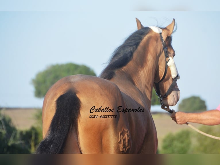 Andalou Étalon 3 Ans 157 cm Perle in Vejer de la Frontera