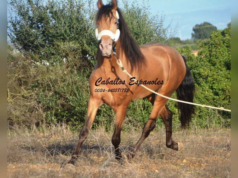 Andalou Étalon 3 Ans 157 cm Perle in Vejer de la Frontera