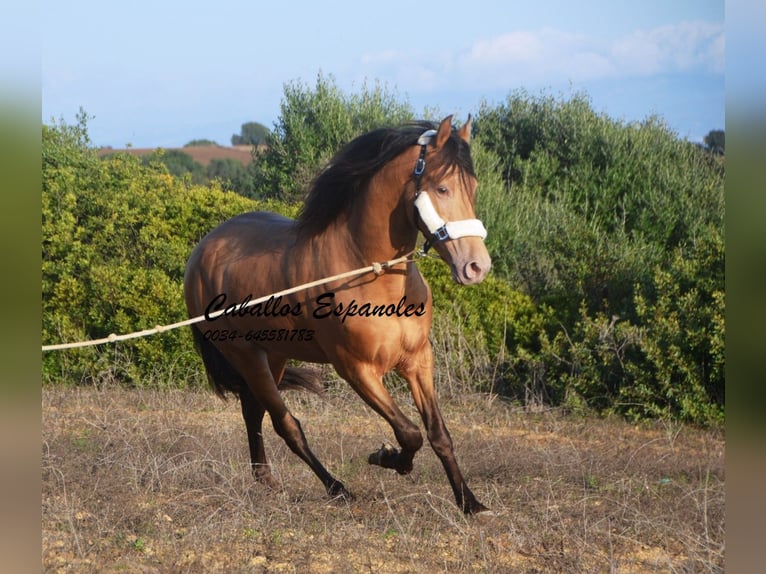 Andalou Étalon 3 Ans 157 cm Perle in Vejer de la Frontera