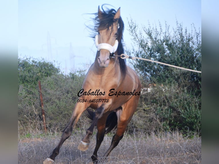 Andalou Étalon 3 Ans 157 cm Perle in Vejer de la Frontera