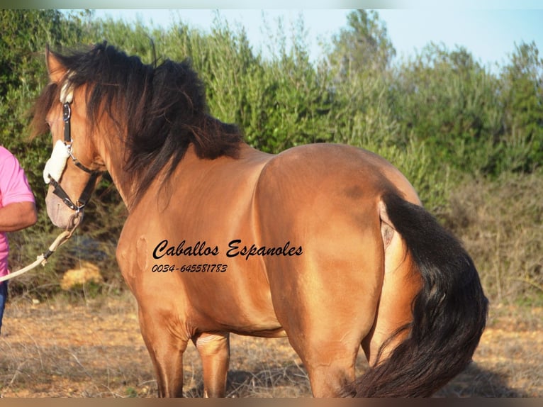 Andalou Étalon 3 Ans 157 cm Perle in Vejer de la Frontera