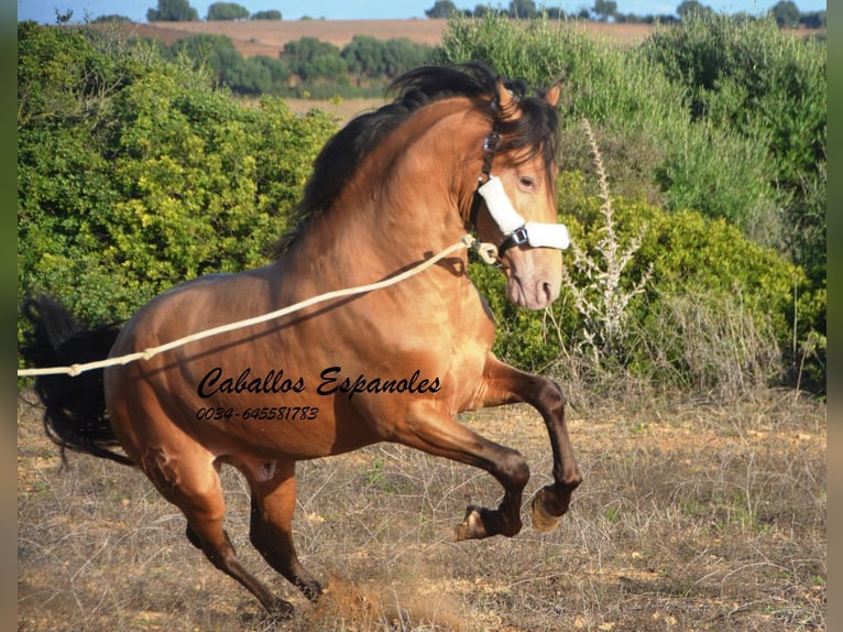 Andalou Étalon 3 Ans 157 cm Perle in Vejer de la Frontera