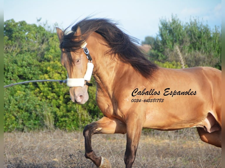 Andalou Étalon 3 Ans 157 cm Perle in Vejer de la Frontera