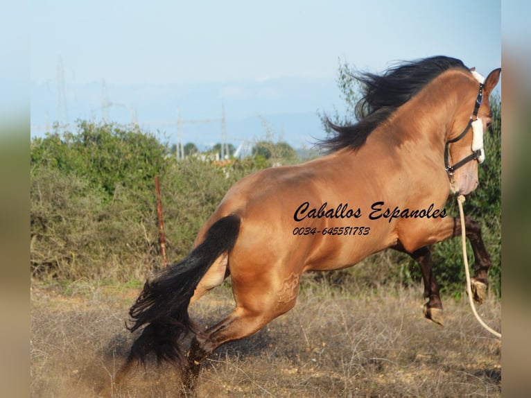 Andalou Étalon 3 Ans 157 cm Perle in Vejer de la Frontera