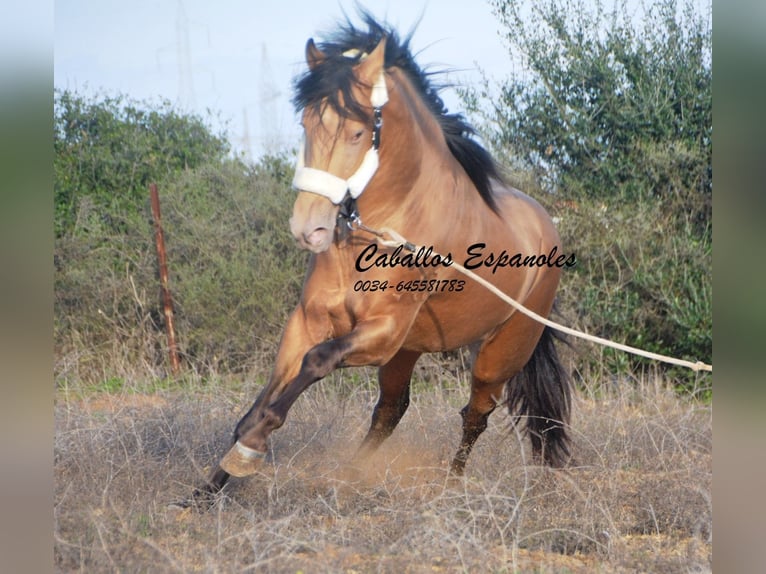 Andalou Étalon 3 Ans 157 cm Perle in Vejer de la Frontera