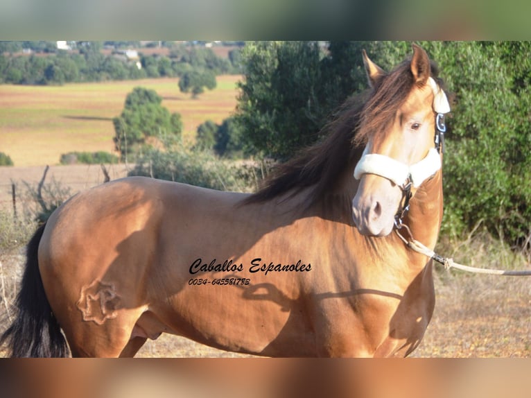 Andalou Étalon 3 Ans 157 cm Perle in Vejer de la Frontera