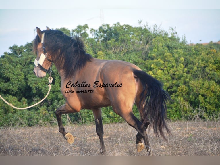 Andalou Étalon 3 Ans 157 cm Perle in Vejer de la Frontera