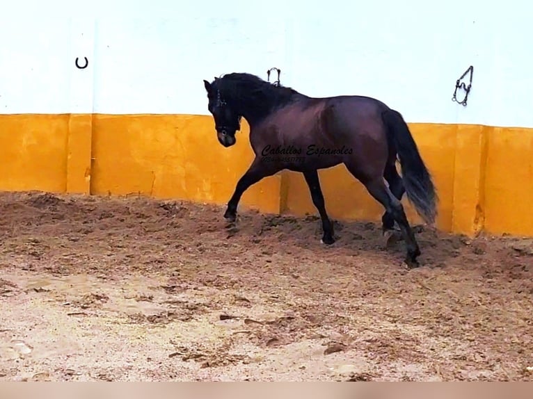 Andalou Étalon 3 Ans 158 cm Bai brun in Vejer de la Frontera