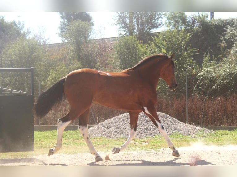 Andalou Étalon 3 Ans 158 cm Bai cerise in Hamburg